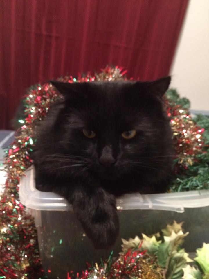 SistersInBiz's tweet photo. From Owner: Home safe!!! Thank you to every one who shared our post.
@MariaTo43051762 @cgiusti77 
 #HopeRI back of police station https://t.co/6cG5cXTUL5