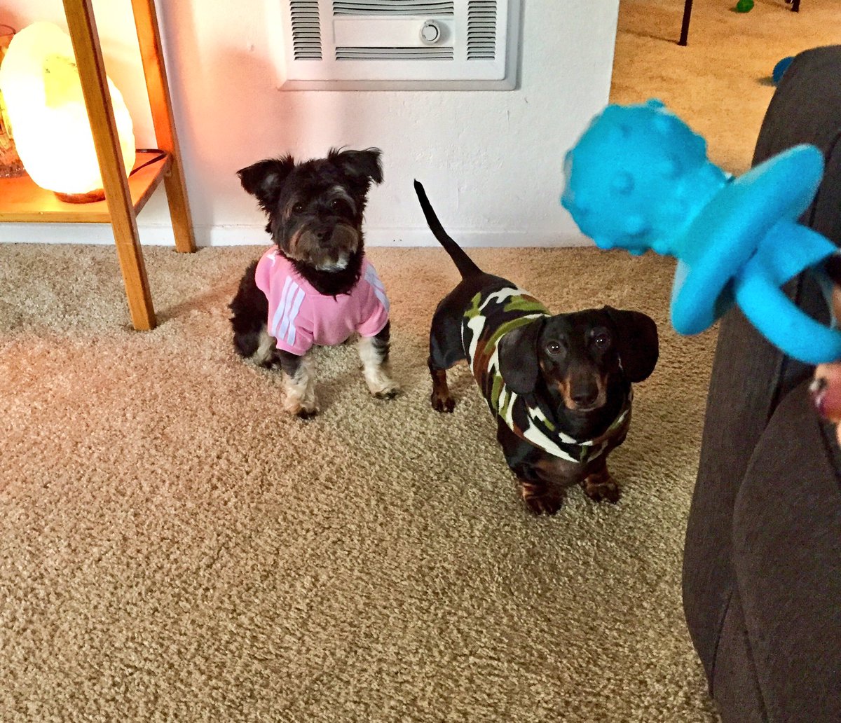 BeachedWeenie's tweet photo. 🐶💕 #puppyplaytime https://t.co/SQZ0fYjWlF