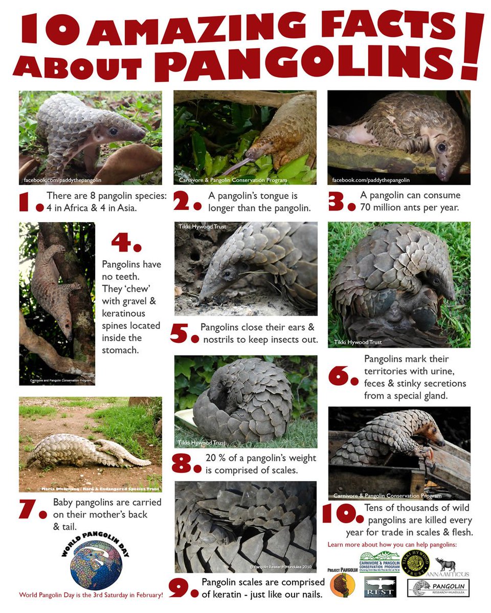 Happy #WorldPangolinDay! Learn about this critter at pangolins.org, which needs protection as one of the most trafficked animals