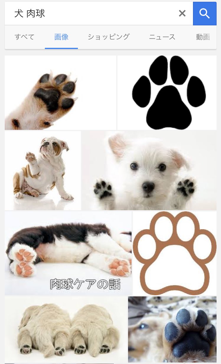 Twitter 上的 スミス いたちっち 犬さん猫さんは 指的な肉球が４ぷに フェレットさんは 指的な肉球は５ぷに 小さな違いだけどお絵描きの時のポイントになりますぷに ﾉ ﾟ ﾟ ヾ いたちっち フェレットイラストワークショップ受付中 T Co Vqeltbcnvb