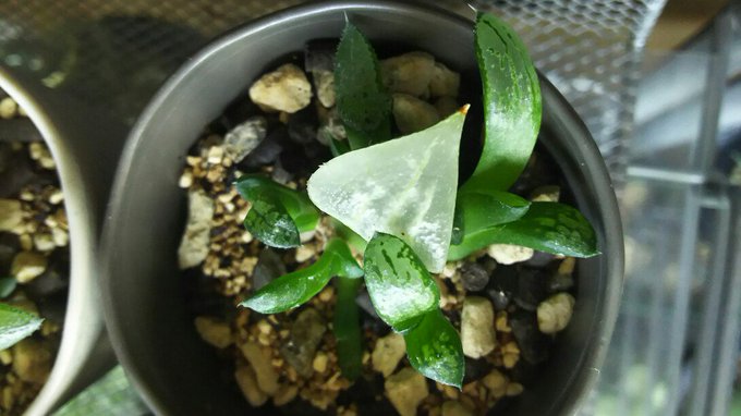 ハオルチア コレクタ錦の特徴や成長記録｜育て方や増やし方 | 和黒柴な日々