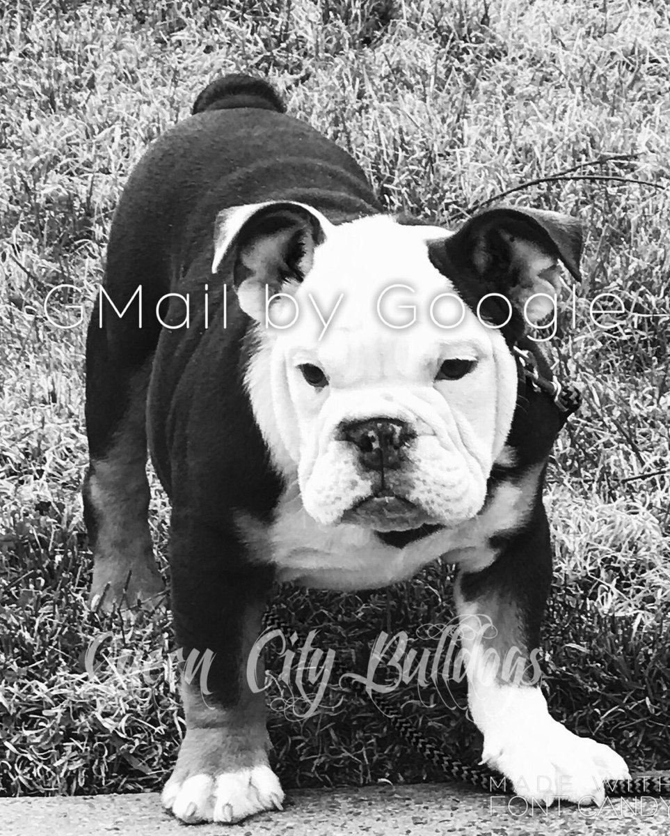 Queen City Bulldogs (Q_C_Bulldogs) Twitter