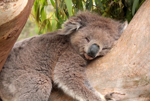 BadgerHillBeer's tweet photo. Why are we posting a picture of a koala hugging a tree? You'll know soon enough.. #newbeercoming #koalahug #MNBeer https://t.co/AMJnvEbTFI