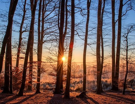 6hourlycom's tweet image. The #clearest #way into the #universe is through a #forest #wilderness.
#6hourly #microstays #hotels #india #dayuse #rooms #WildForLife