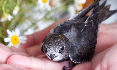 #Ababeel a bird from #heaven😍no one on the #planetearth has ever seen him eating or drinking water on the earth.😎