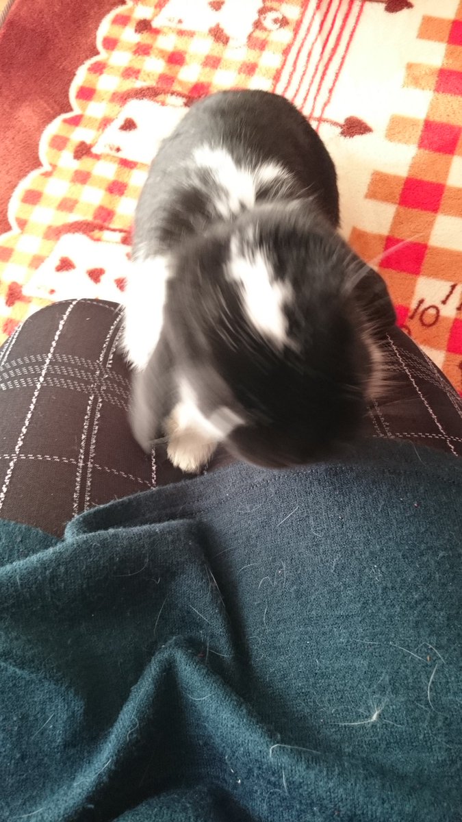 ドゥルル Twitter Search