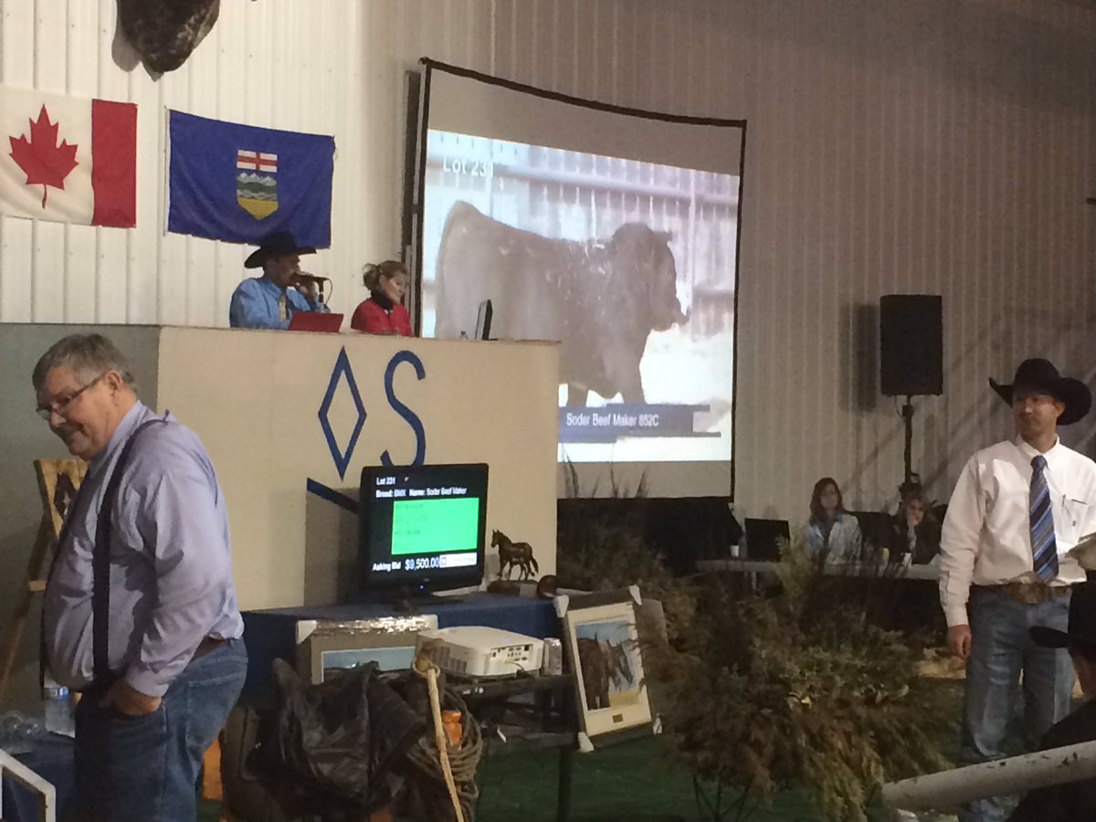 RuralRootsCda's tweet photo. A busy day @Soderglen Ranches. The 2017 Select bull sale is underway. #soderglen #bullsale https://t.co/PGtW5WAB34