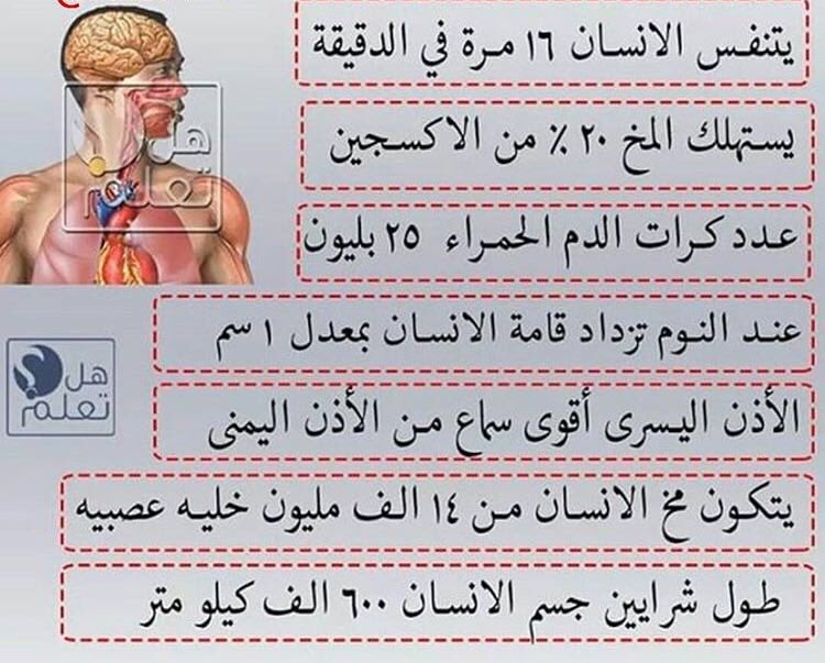 معلومات عن جسم الانسان