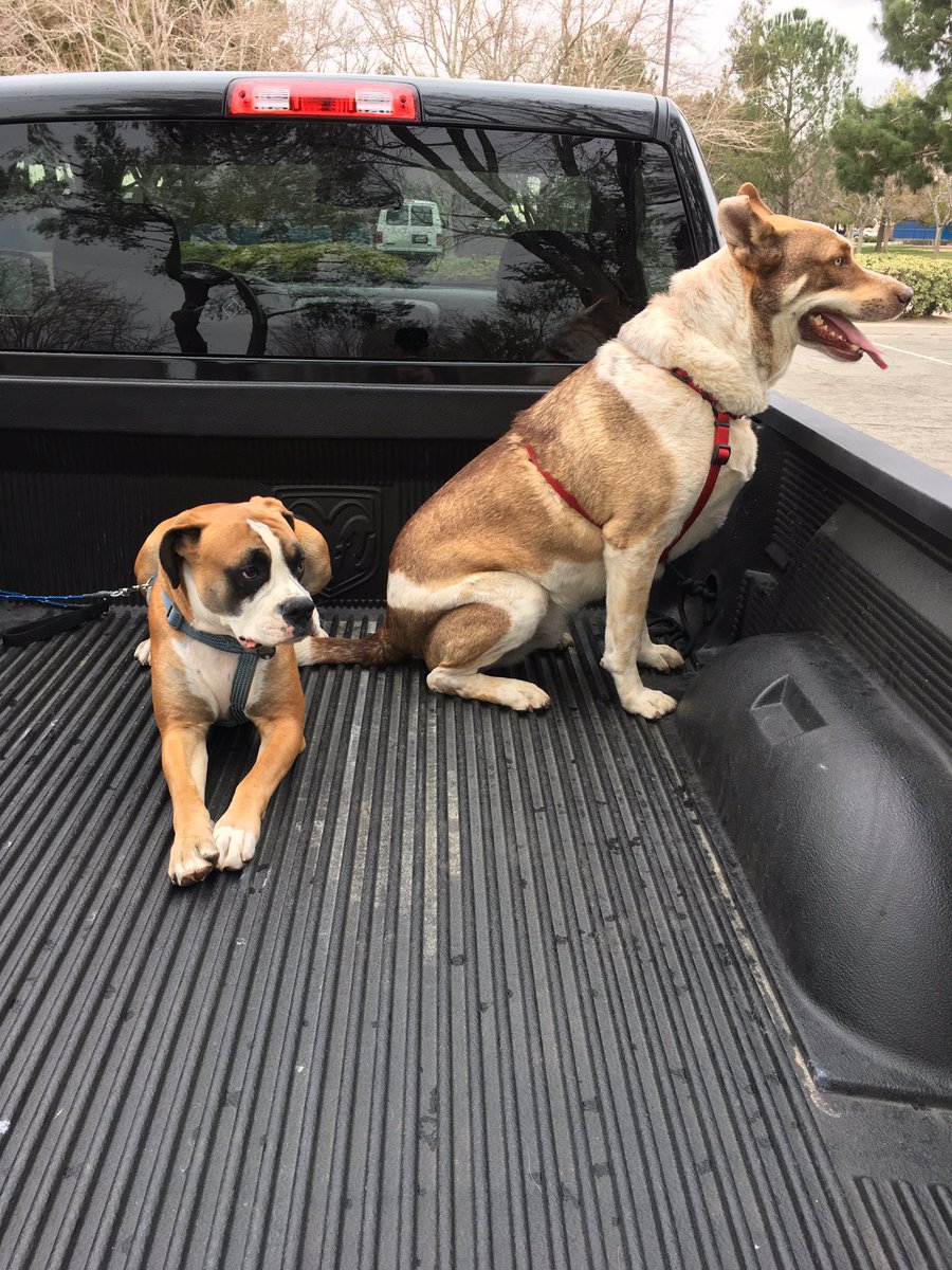 OneTrueJello's tweet image. My babies.