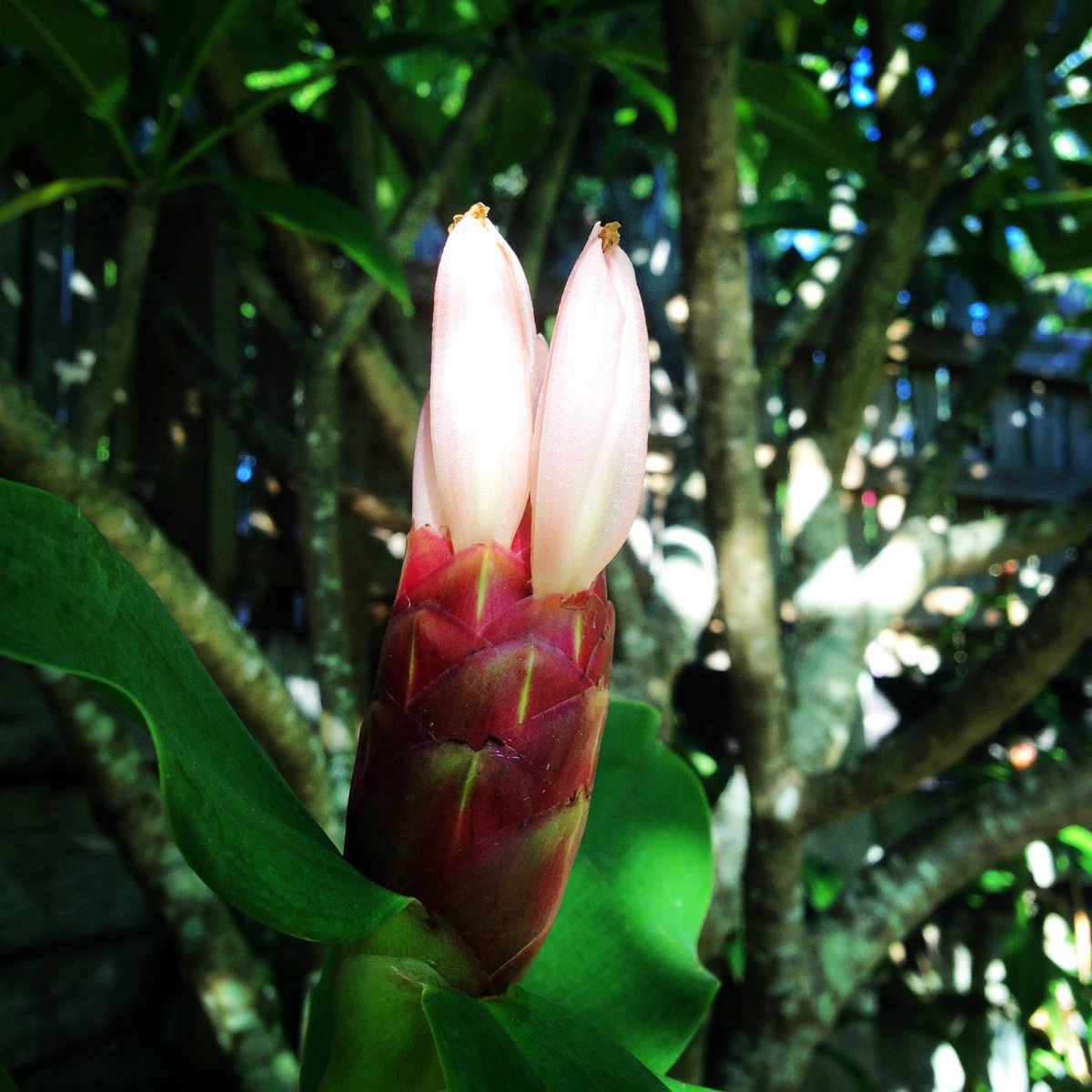 Ginger delights in South East Qld