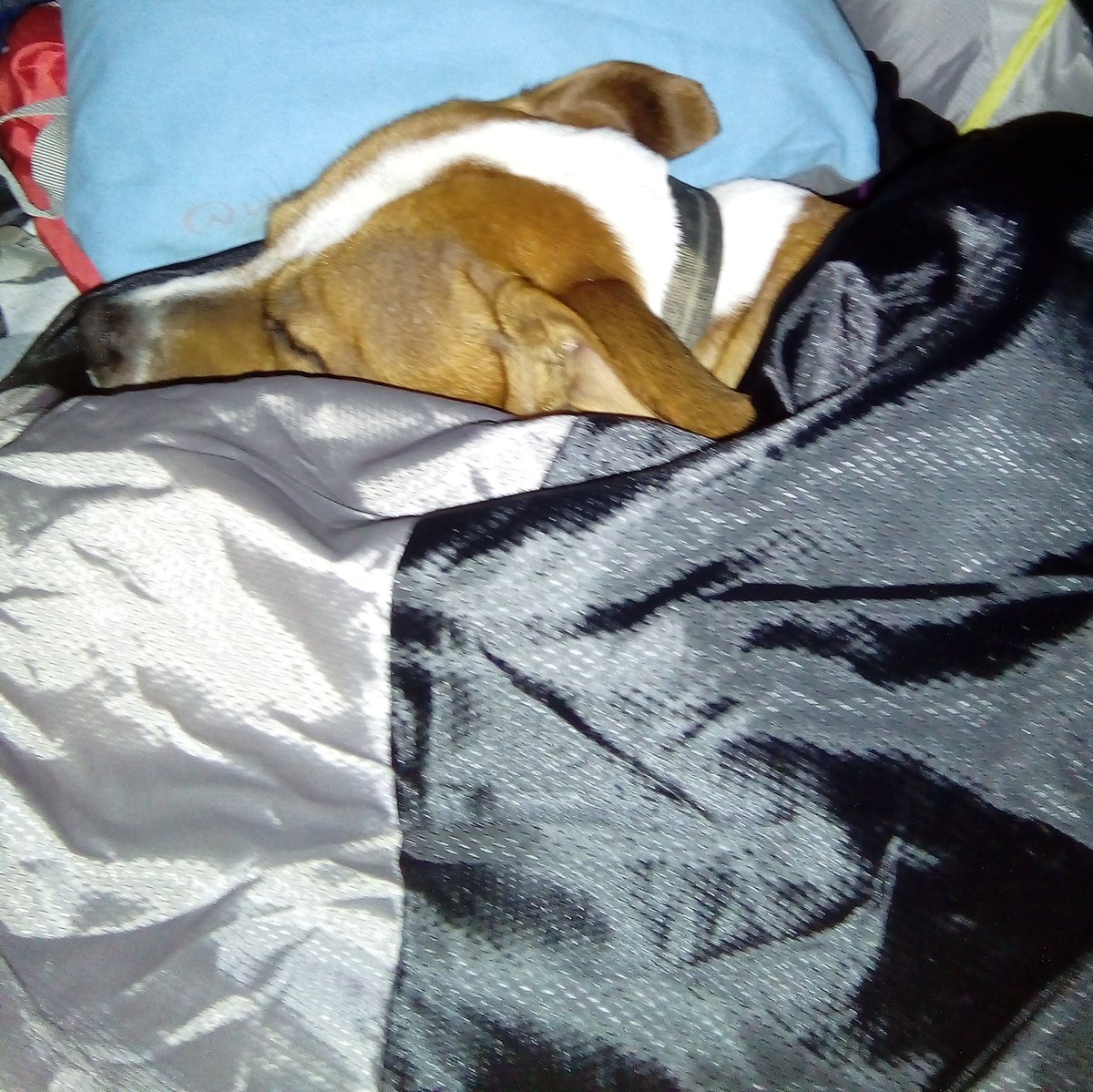 DogsAdventure's tweet photo. Thiers two sleeping bags mine and humans can you guess which one am warming up and nicking? #woof #camping #getoutside #hotwaterbottle https://t.co/AsArWifgmD