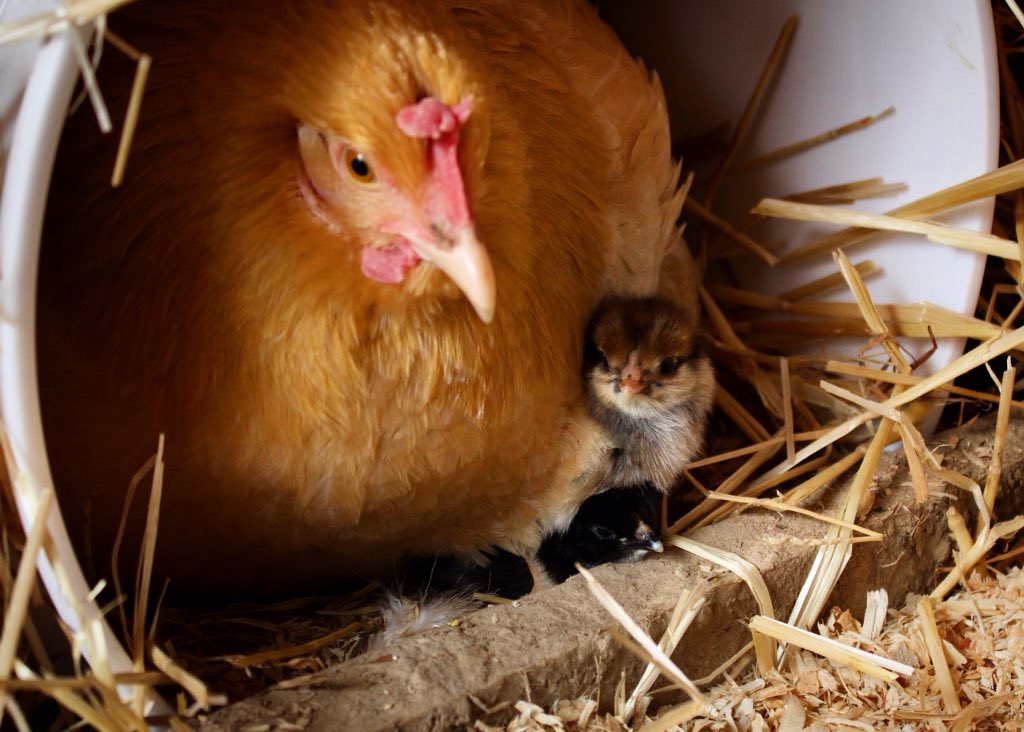 Elsewhere_Farm's tweet image. First sighting of our newly-hatched chicks! #homesteading #chickens