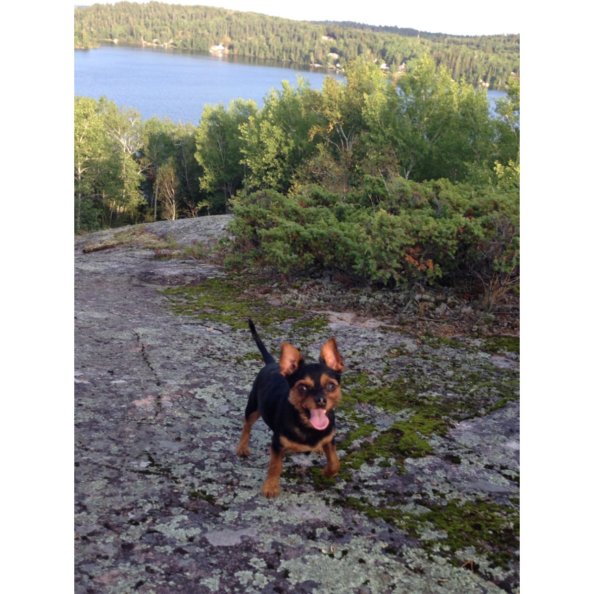 amandalauren204's tweet photo. @BenKissel still need puppies?
#firsttweet #part4part2 #lpotl #lakeofthewoods #laclu https://t.co/yIgnUYiITY