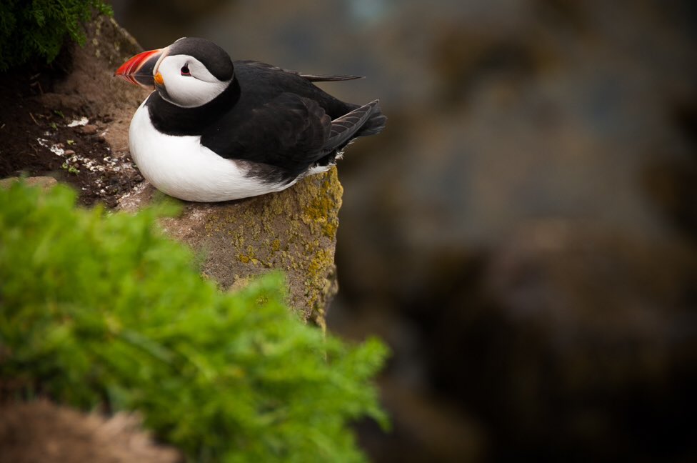 Walking down memory lane with the Puffins of Látrabjarg, #Iceland. #travel #gaytravel #europe #travelblog #puffins