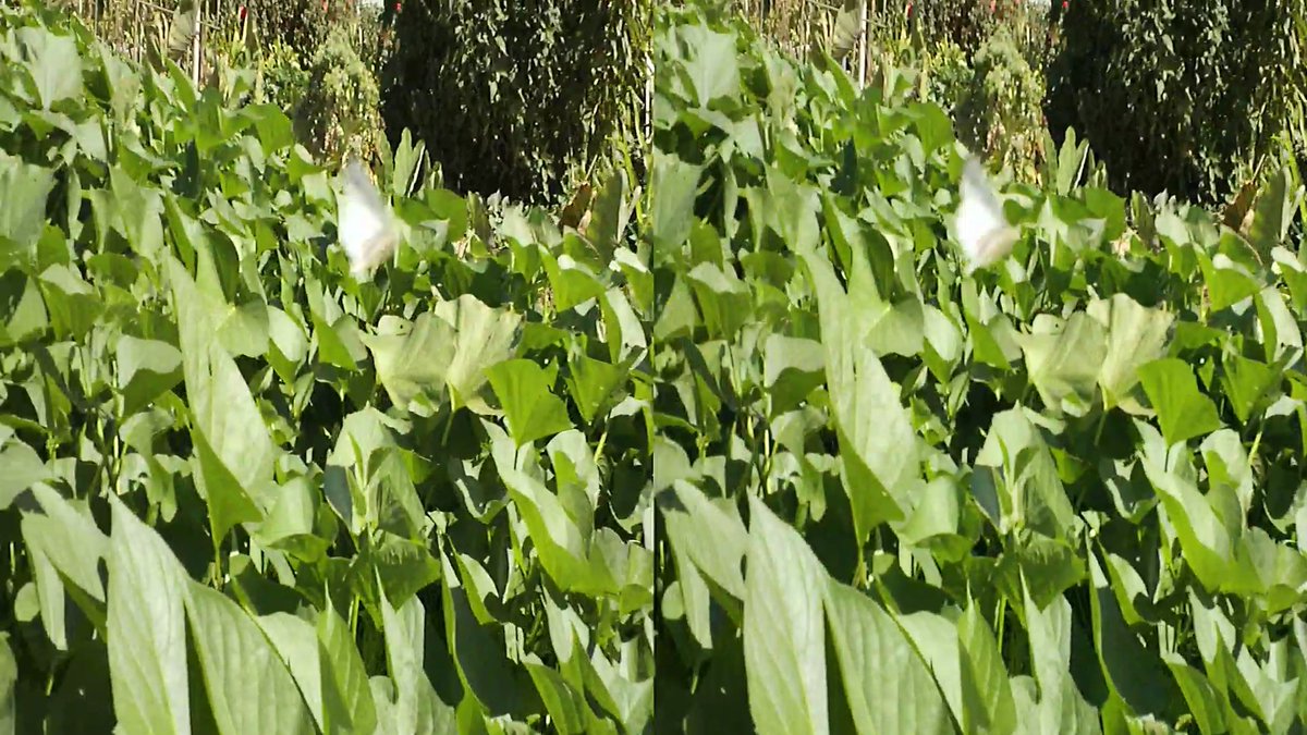 immersionfactor's tweet photo. Moth flying in midair. Can you see it? #3d #photography #stereoscopic #vr #oculus #HTCVive #tech #garden #nature #cool #cute #art #nofilter https://t.co/7Ern5mHAug