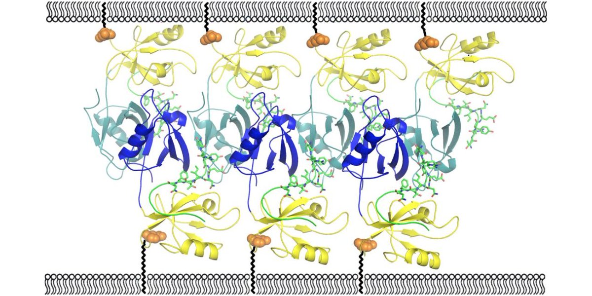 jbiolchem's tweet photo. The structure of a protein-protein interaction supports a new model for Golgi stacking. #PDZdomains #Znfinger https://t.co/yXw9MDA31Q https://t.co/P2Wnr8REg9