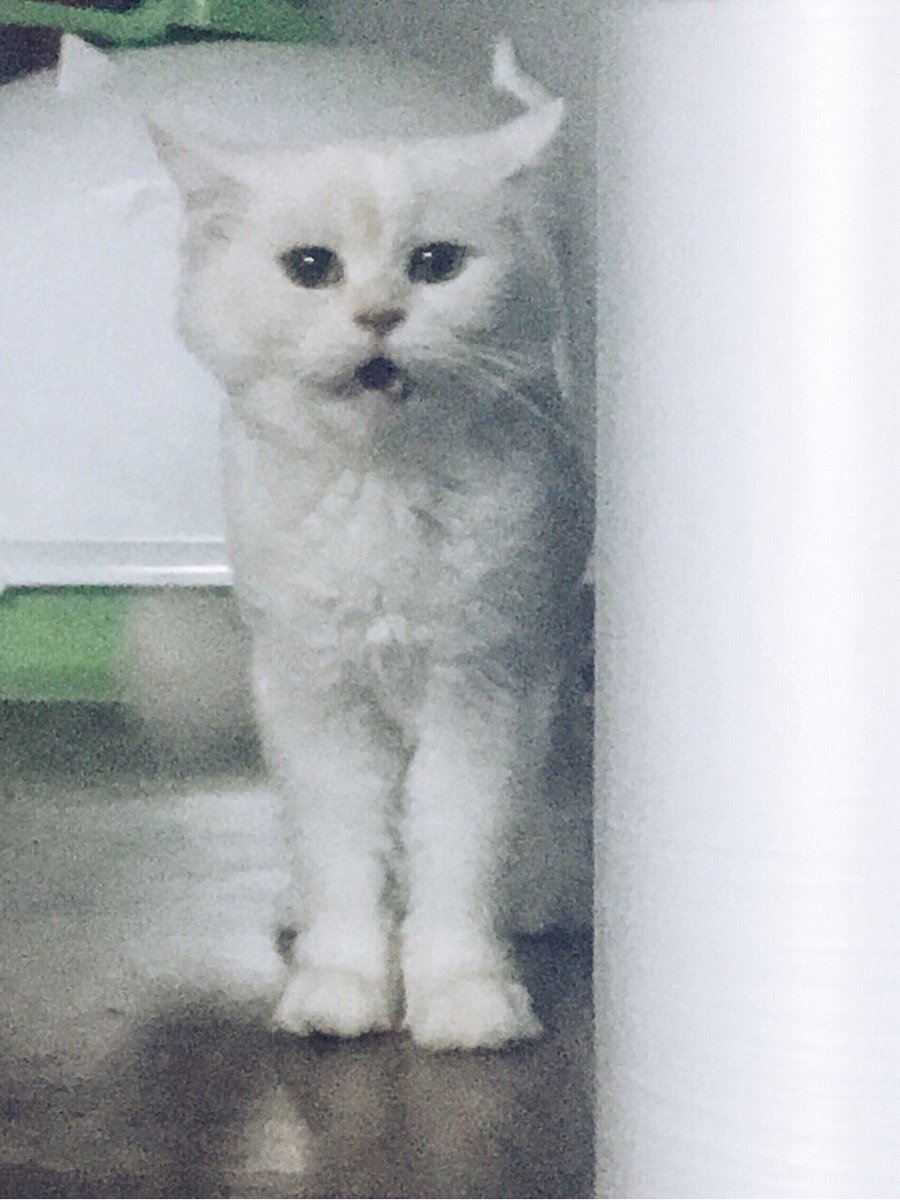 meong_x2's tweet photo. @toy_the_cat  멍뭉이도 그랬어요!!!! ㅋㅋㅋㅋㅋㅋㅋㅋㅋㅋㅋ https://t.co/PyZ2BEF1cw