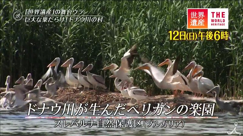 ヨーロッパ旅行 情報部 本日 2 12 夜6時 Tbs 世界遺産 ドナウ川が生んだペリカンの楽園 スレバルナ自然保護区 ブルガリア 湖の中を動くナゾの浮き島群 その島々が 世界最大のニシハイイロペリカンの楽園を生みました T Co ヨーロッパ旅行 情報部 本日 2 12 夜6時 Tbs 世界遺産 ドナウ川が生んだペリカンの楽園 スレバルナ自然保護区 ブルガリア 湖の中を動くナゾの浮き島群 その島々が 世界最大のニシハイイロペリカンの楽園を生みました T Co
