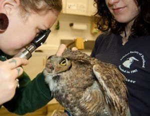 EarthShareOR's tweet photo. Open house tomorrow at @PortlandAudubon' Wildlife Care Center, the oldest & busiest in Oregon: https://t.co/7c23FylSWP #PDXweekend #birdlove https://t.co/XJTBJOaFC0