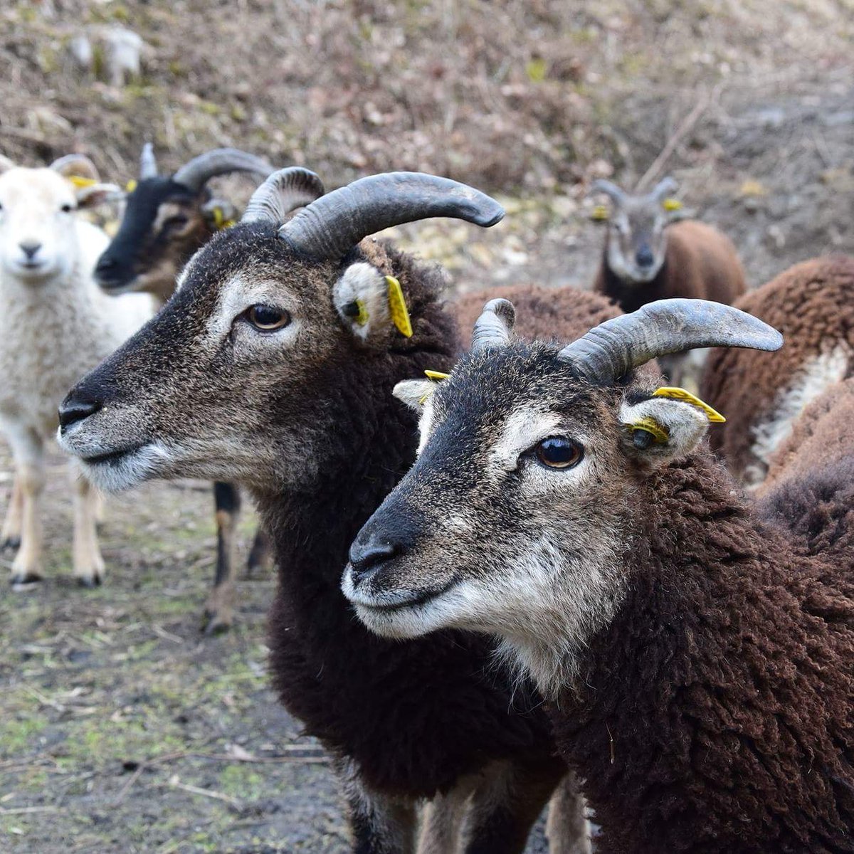FortMetzQueuleu's tweet photo. Ce dimanche 12, journée de #travail #bénévole de 9h à 16h. #mémoire #Metz #engagementcitoyen signé les #moutons de #soay du #fortqueuleu https://t.co/uWgtWvr7WD