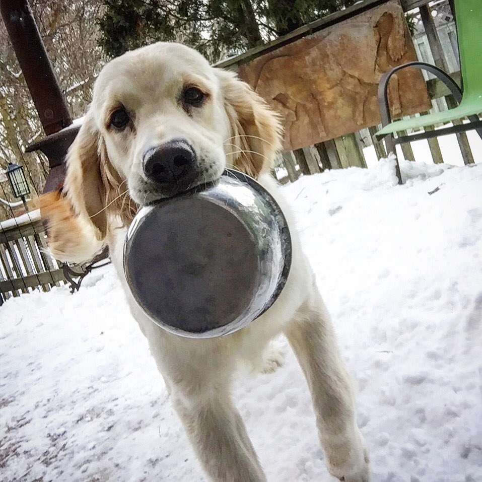 gogh_lchunter's tweet photo. C'mon, let's go play!
#huntingdog #halflab #halfgolden #puppy #playtime #dogs #doggo https://t.co/V0RdPLrH6K