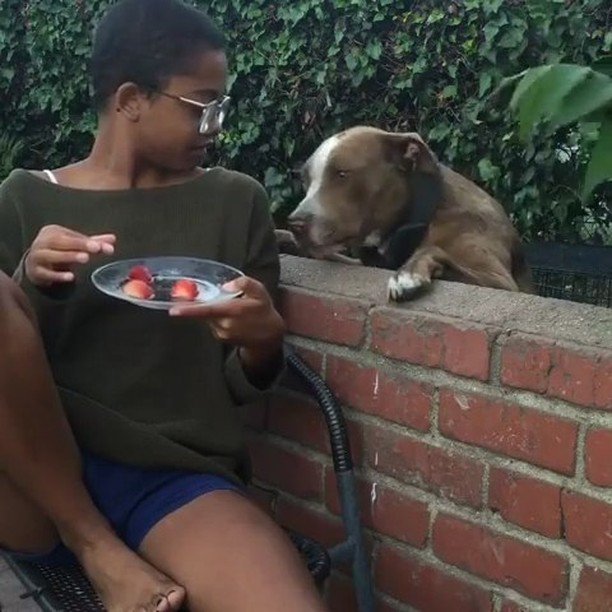 AnimalLulz's tweet photo. https://t.co/Aob7aEe9CK I NEED A STRAWBERRY NOW! 🍓🍓🍓🍓🍓🍓🍓🍓🍓🍓🍓 Via mashanny from #reddit 
#dog  #puppy #pitbull #pup… https://t.co/loEq6UnCFu