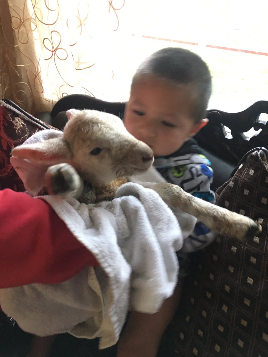 Whoppa_'s tweet photo. I've had this little guy for a couple weeks now. Its safe to say I'm keeping him for a while. https://t.co/OfplrgOSQU