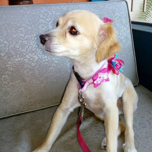 danielap12's tweet photo. Perrita extraviada ayer 10.02 en araure se llama jade. Cualquier info por acá. Será recompensado https://t.co/Fojjva9xxl