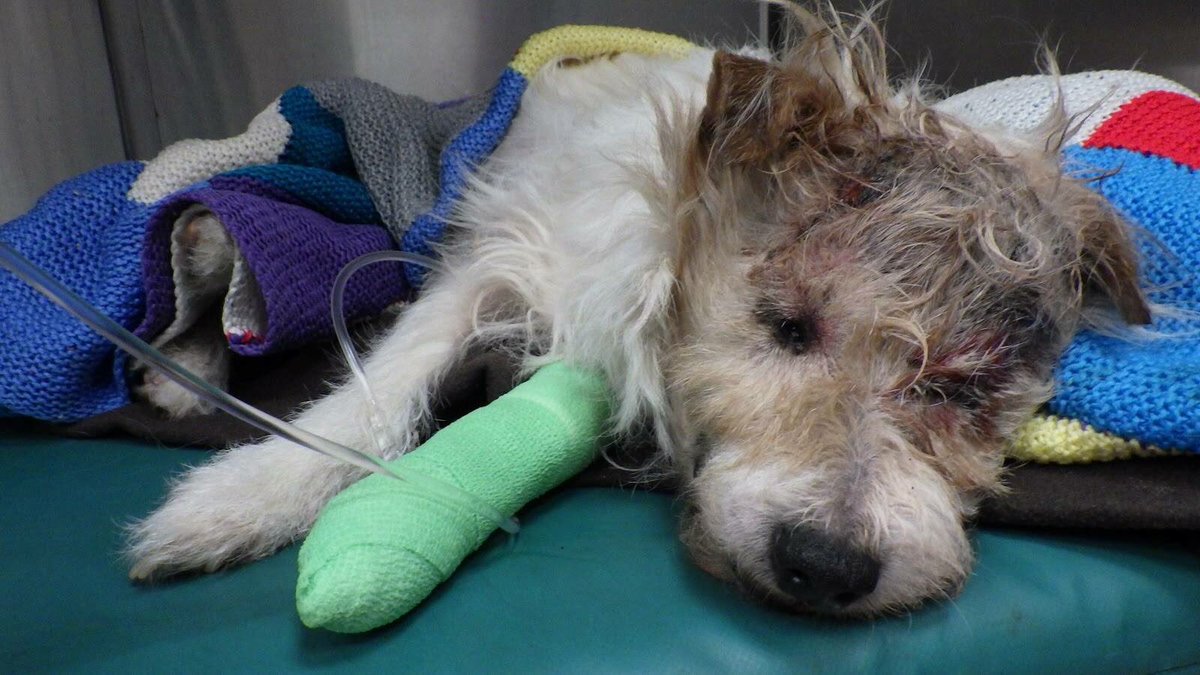 _PetAbuseUK's tweet photo. Do you recognise this dog,Charlie?found dumped with tumour on his head.Nelson Road #GreatYarmouth @RSPCA_official https://t.co/FRlFCX3d0F