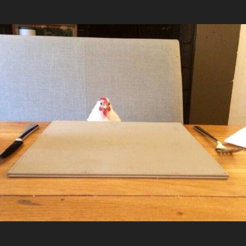 AnimalLulz's tweet photo. https://t.co/HjPznNcxeO When you're on a #valentines #date with a #chick 🐔

Via drewsoulman from #reddit 
#dog  #f… https://t.co/KMEkgjIxDH