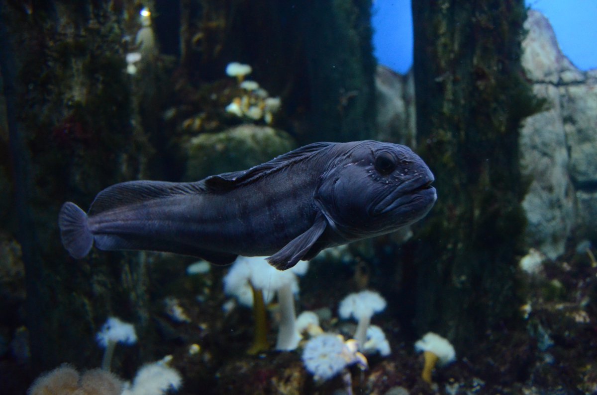 MoskvariumGuide's tweet photo. #Зубатка #wolffish обладает крепкой, сильно развитой челюсти с острыми, загнутыми внутрь зубами и выступающими вперед клыками #москвариум https://t.co/TahHie7X1C