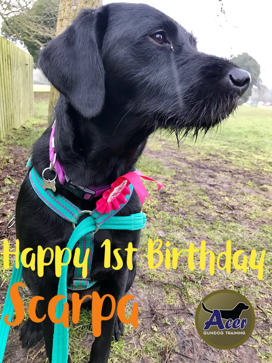 acerdogs's tweet photo. Happy 1st Birthday Scarpa! #Vizslapuppy https://t.co/ZBP9R3mPLY