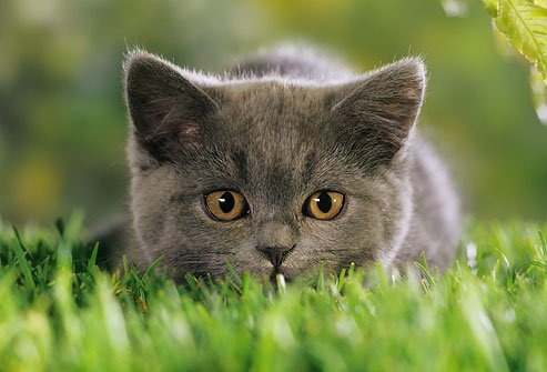 TheDailyKittens's tweet photo. #Kitten https://t.co/BTiETjJXml