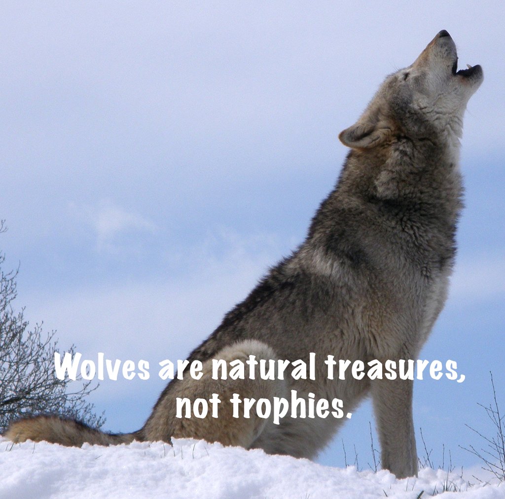 RT 
Don't let the #Congress undermine the #Endangered #Species Act: fal.cn/Ql7G