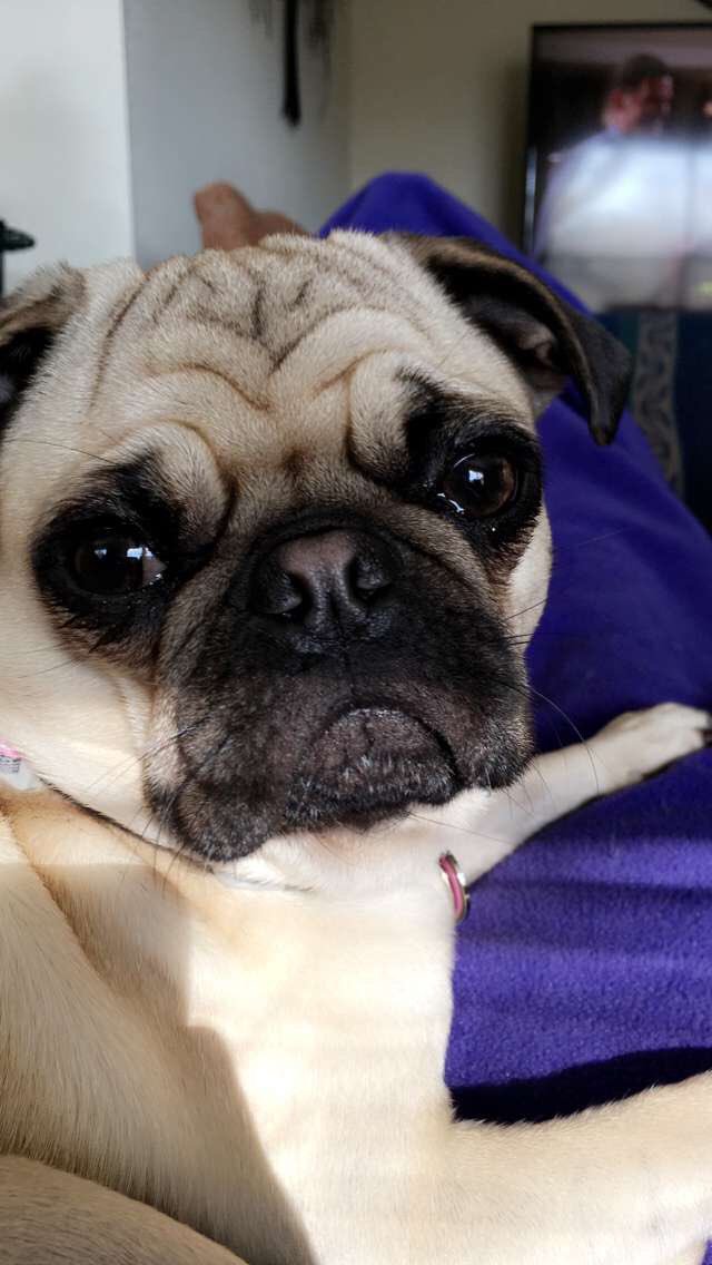 sassynachos's tweet image. My princess 👸🏼 #puglife #puglet
