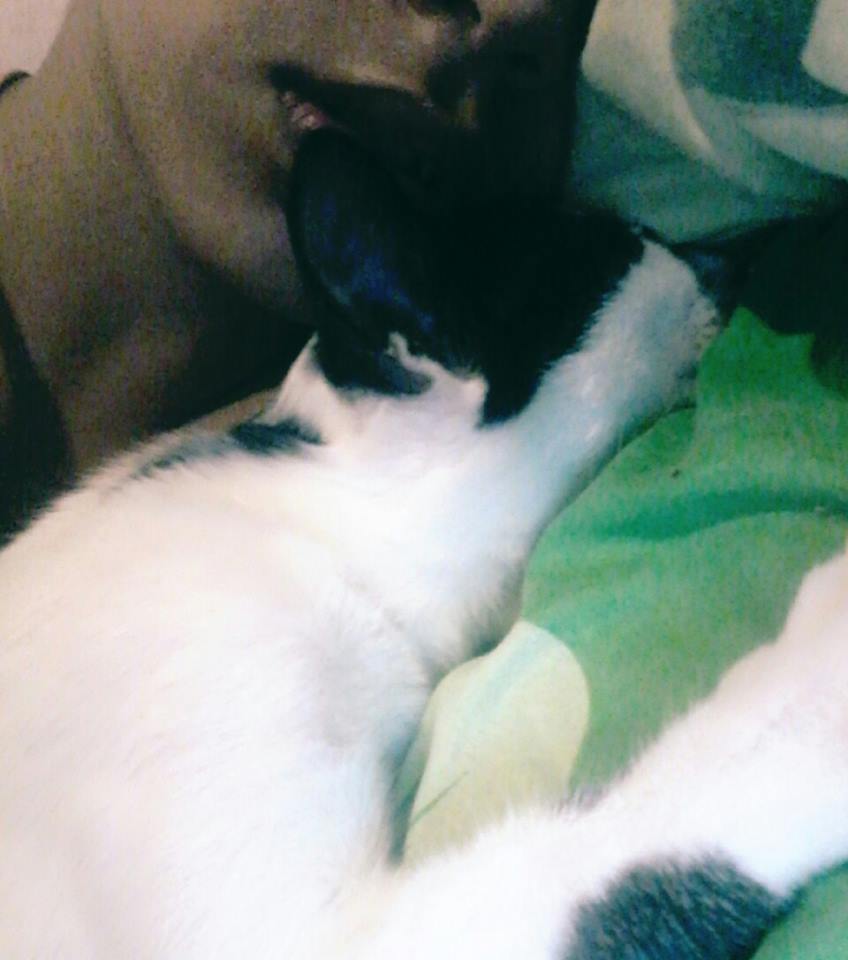 Biacomchocolate's tweet photo. Meu Gato Voto Tanto Coitado q Desmaio #QUATROFESTAS #KCAPersonalidadeBR #LUBATV https://t.co/3xN8y7aiEI