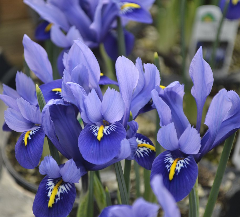 FarmingtonGrdns's tweet photo. How can you not enjoy the sunshine today! This time of the year fragrance seems to be filling the air. Our Greenhouse is overflowing with it https://t.co/DFhtXvZrHZ