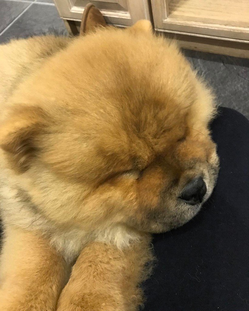 sleepy chow chow