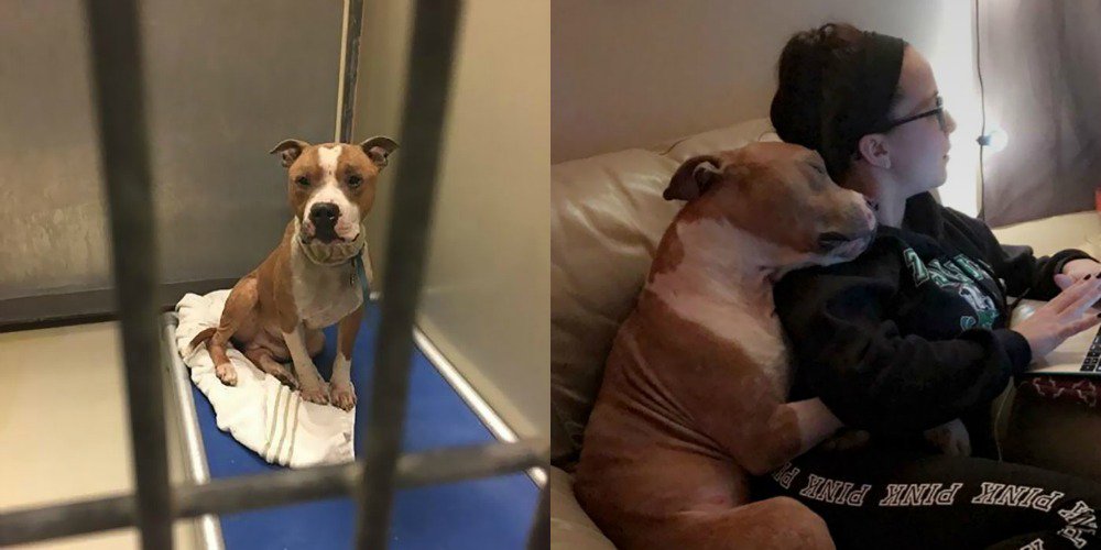 A3Noticias's tweet photo. Una mujer adopta a un pitbull y este no puede parar de abrazarla como gesto de agradecimiento vía @liopardo https://t.co/J3yzLjCzq6 https://t.co/Na2uQBqDds