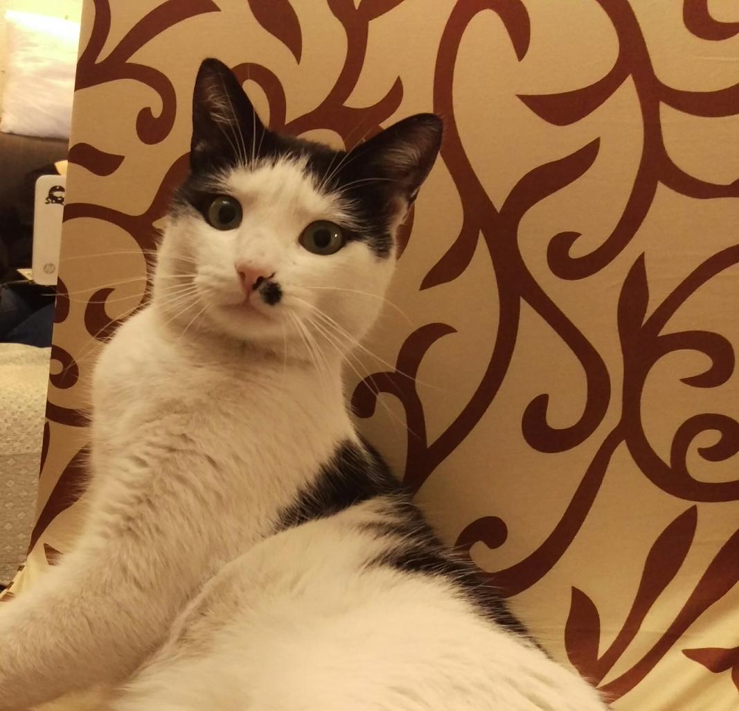 isithran's tweet photo. @F4EED I SEE WAT U DID THERE, HUMAN #CapsLockIsCruiseControlForCool https://t.co/xo5qHit7Yg