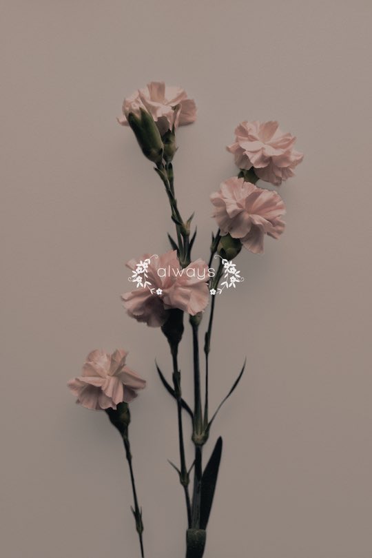 *　 ⋆ 　　　　　 . 　　　　 . 
  * 　　 ˚ 
  .  *  　  　　✵  
　　　　✵  ·   ✵ *  .  ˚   ✧
 　·  　　 · ˚  　　　　* 
  　　　　  　　　 *　　
　　　　　 　　   .  ·