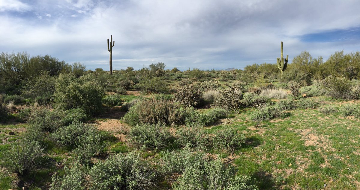 RyanThomasCody's tweet photo. Barely looks like the desert with all this greenery. #12News #SonoranDesertPreserve #NoFilter #PhoenixWinter https://t.co/YfNHrxrFth
