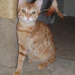 tabbytracker's tweet photo. Lost cat Calvin Johnson in New Port Richey, FL US (34655) #lostcat https://t.co/Z8U8faV6ej https://t.co/QPRSlVYSY6