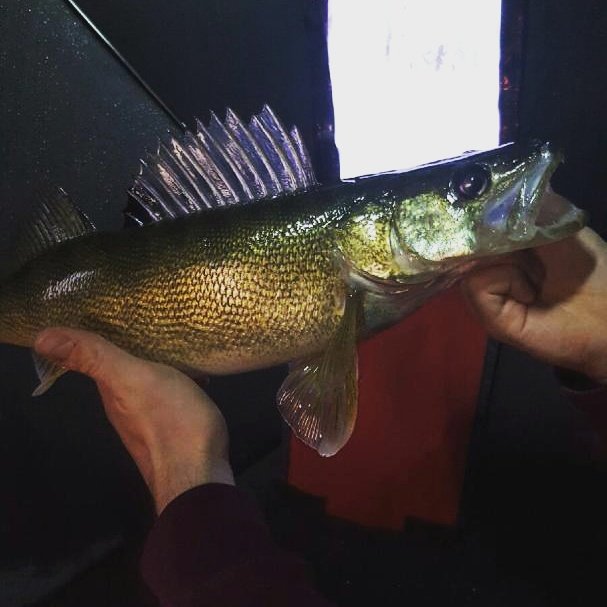 MacFish613's tweet image. Had a good night catching walleye, caught and released over 20 eyes with this 4lber being the biggest!