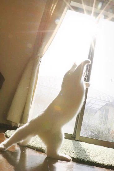 この猫ちゃん、ただ者じゃない！もしかして有段者なのかwww