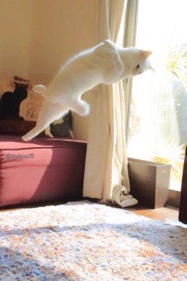 この猫ちゃん、ただ者じゃない！もしかして有段者なのかwww