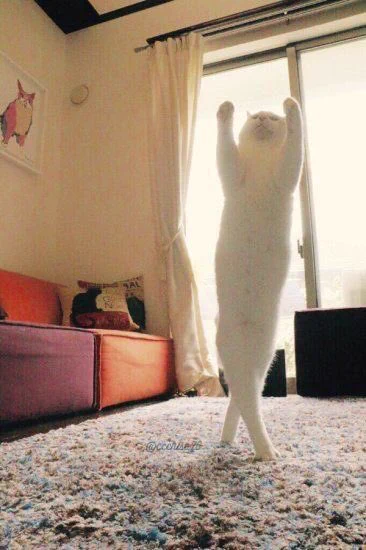 この猫ちゃん、ただ者じゃない！もしかして有段者なのかwww
