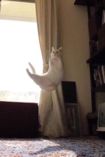 この猫ちゃん、ただ者じゃない！もしかして有段者なのかwww