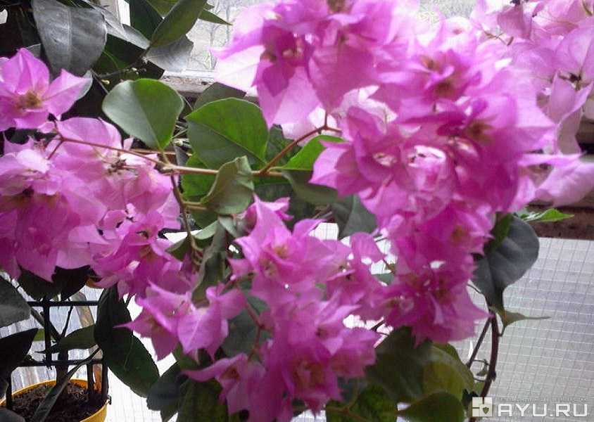 ayu__ru's tweet image. Бугенвиллия махровая и др. комнатные растения ayu.ru/board/moskva/d…
#домашниерастения #комнатныерастения #бугенвиллия