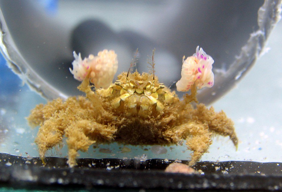 This crab clones its allies by ripping them in half. <a href="/edyong209/">Ed Yong is not here</a> with the details: theatln.tc/2lBQIdx